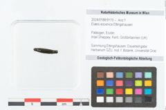 Foto (Objekt + Etikett) von Elaeis eocenica Ettingshausen (NHMW-GEO-2024-0188-9170)